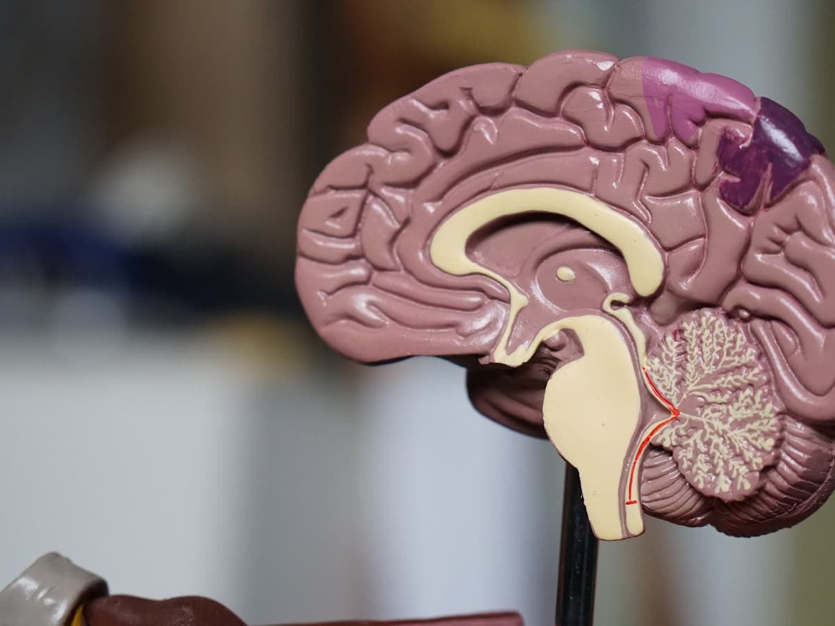 Medical Image Segmentation